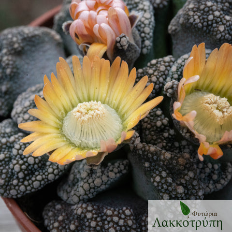 Titanopsis calcarea