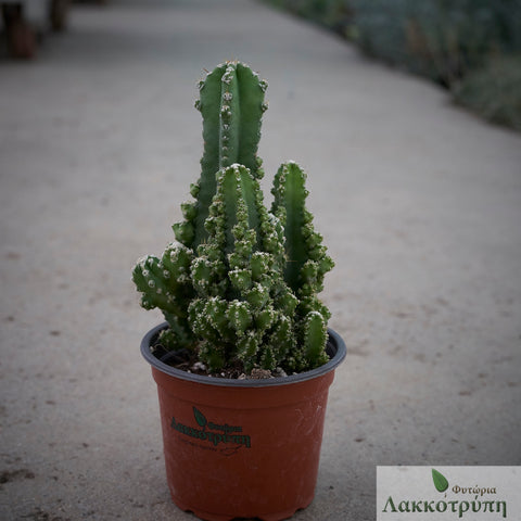 Cereus florida paolinae