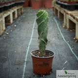 Cereus forbesii spiralis
