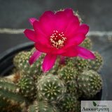 Chamaelobivia 'Rose Quartz'