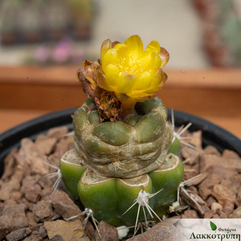 Cintia knizei grafted