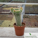 Cleistocactus parapetiensis cristata