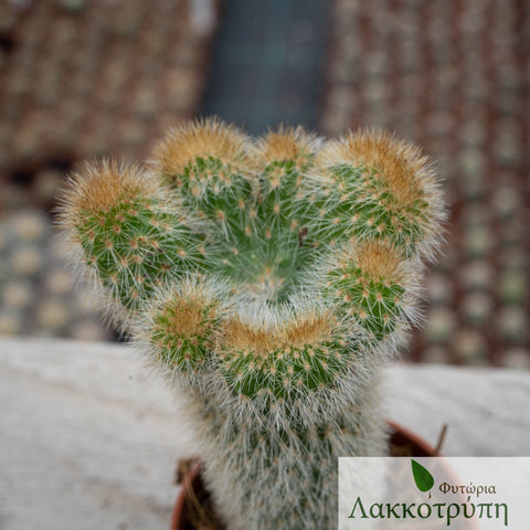 Cleistocactus parapetiensis cristata