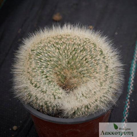 Cleistocactus strausii cristata