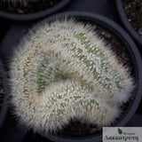 Cleistocactus strausii cristata