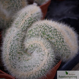 Cleistocactus strausii cristata