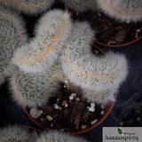 Cleistocactus strausii cristata