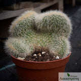 Cleistocactus strausii cristata