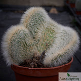 Cleistocactus strausii cristata