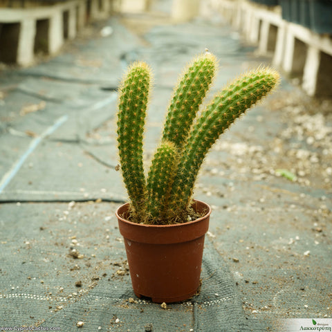 Cleistocactus winteri