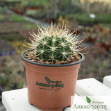 Coleocephalocereus goebelianus