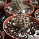 Copiapoa calderana spinosior