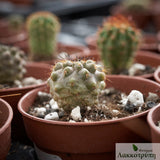 Copiapoa calderana spinosior