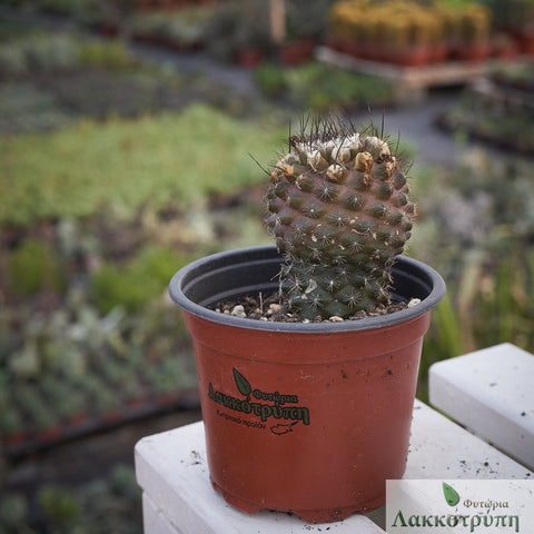 Copiapoa humilis tenuissima