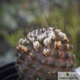 Copiapoa humilis tenuissima