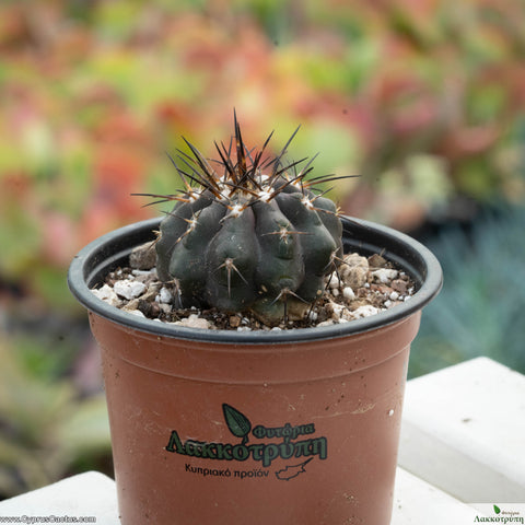 Copiapoa montana