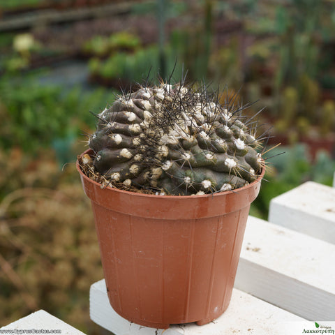 Copiapoa tenuissima cristata