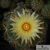 Coryphantha pycnacantha