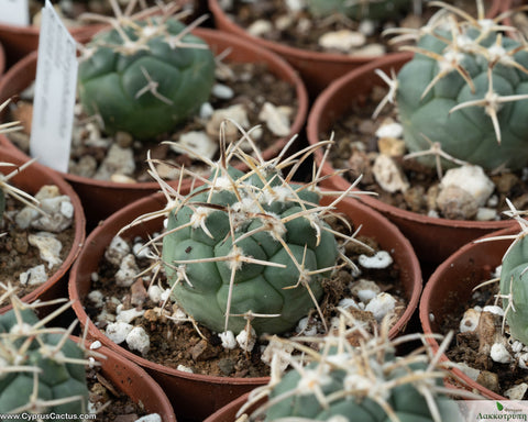 Coryphantha valida