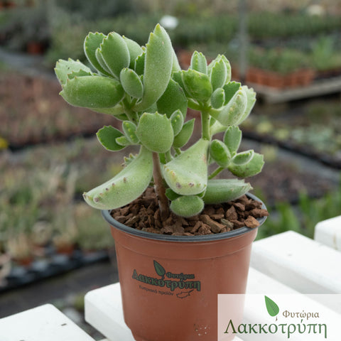 Cotyledon ladismithiensis