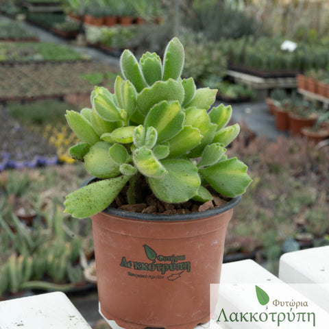 Cotyledon ladismithiensis mediopicta