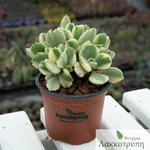 Cotyledon ladismithiensis variegata