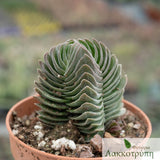 Crassula buddha's temple