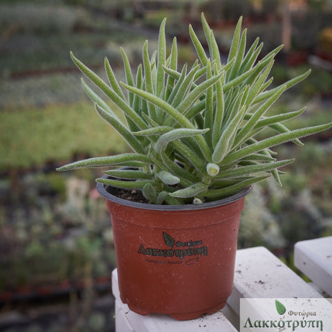 Crassula mesembryanthemoides