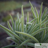 Crassula mesembryanthemoides