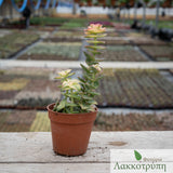 Crassula perforata variegata