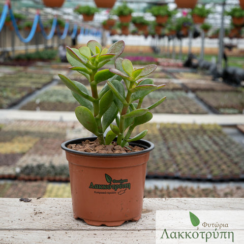 Crassula portulacra mini