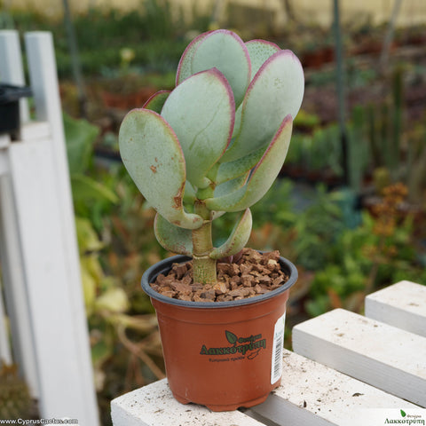Crassula arborescens