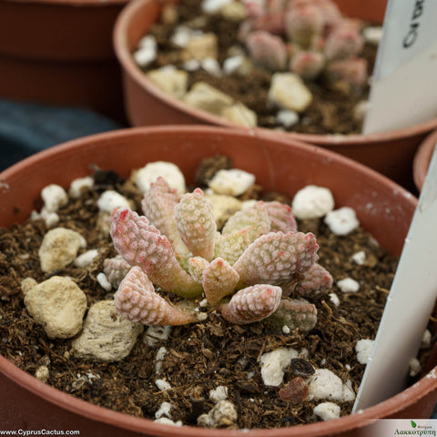 Crassula ausensis titanopsis
