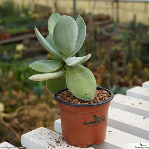 Crassula obvallata