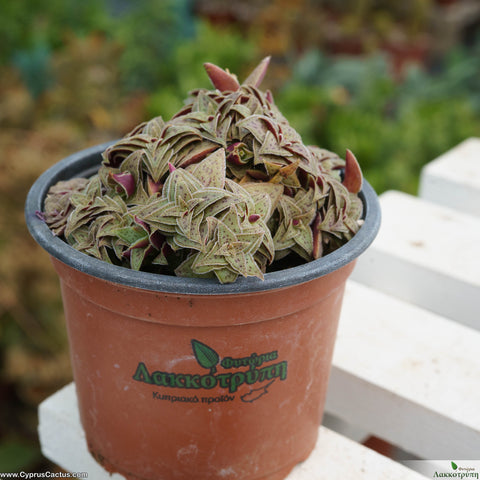 Crassula pagoda village