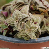 Crassula pagoda village