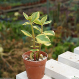 Crassula pellucida variegata
