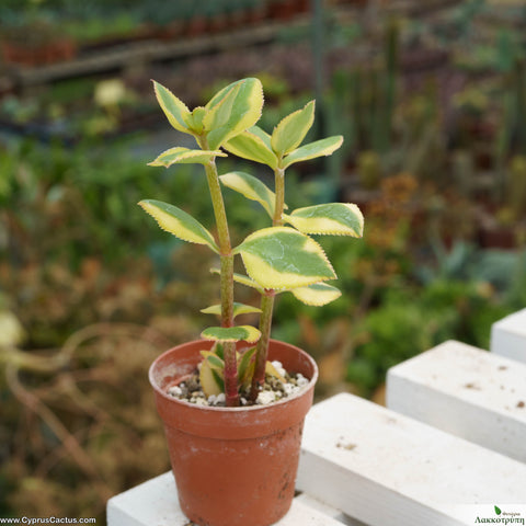 Crassula pellucida variegata
