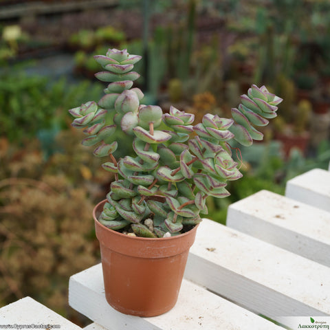 Crassula perforata ivory towers
