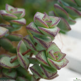 Crassula perforata ivory towers