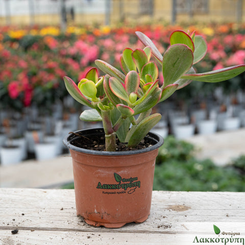 Crassula portulacea 'Sunset'