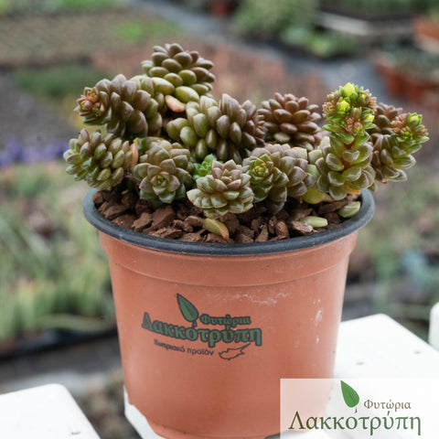 Cremnosedum little gem