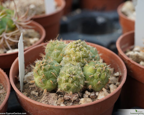 Tephrocactus subterraneus