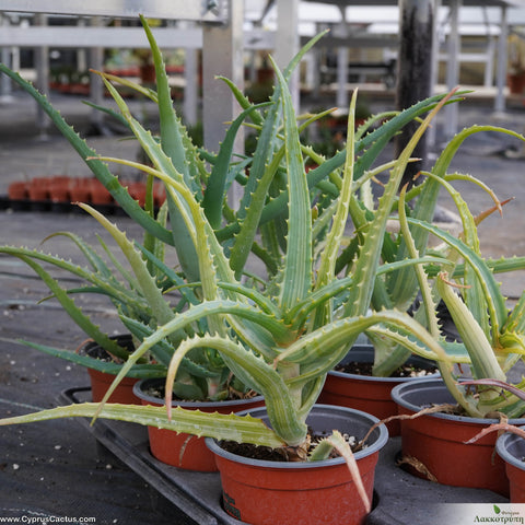 Aloe arborescens variegated