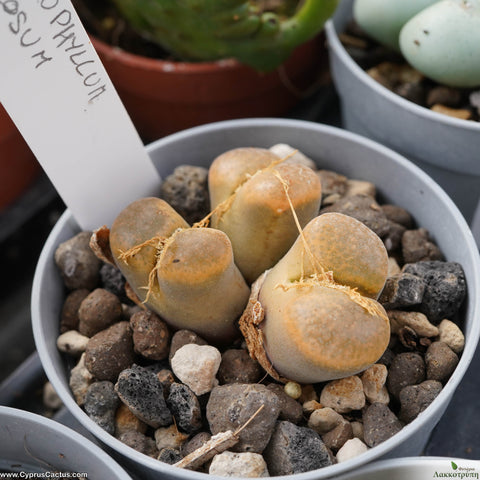 Conophytum verrucosum