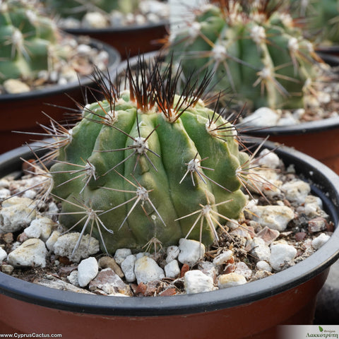 Copiapoa carrizalensis