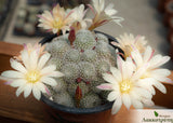 Rebutia albiflora