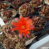 Echinopsis pentlandii