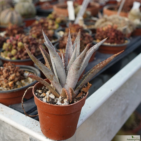 Agave Mangave 'Bloodspot'