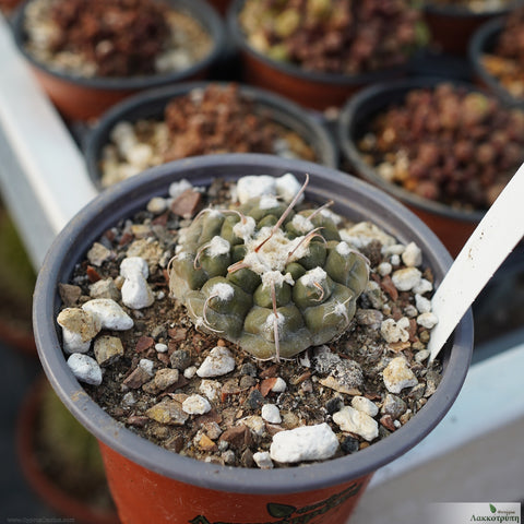 Gymnocalycium prochazkianum